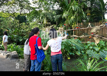 Les touristes l'affichage des oiseaux colorés (aras et autres) à une exposition à l'intérieur du parc ornithologique de Jurong, avec une clôture de bambou Banque D'Images