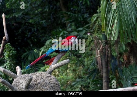 Une rouge, vert et bleu sur une branche de l'Ara dans le Parc ornithologique de Jurong, à Singapour. Il y a une grande quantité de verdure autour d'elle. Banque D'Images