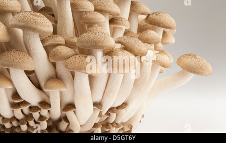 Un groupe de champignons shimeji Buna comestibles Banque D'Images