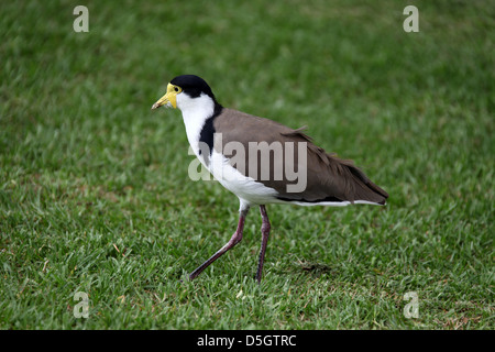 Une Race Sud Vanneau masqué qui est un oiseau indigène de l'Australie Banque D'Images