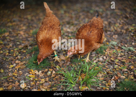 Poules à la ferme. Banque D'Images