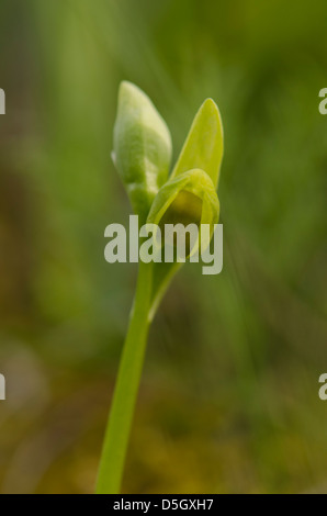 L'orchidée abeille (Ophrys jaune lutea) commençant à fleurir, Wild Orchid en Andalousie, Sud de l'Espagne. Banque D'Images