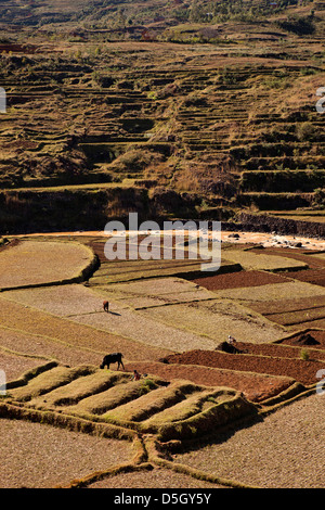 Madagascar, Ambatolampy, de l'agriculture des champs en terrasses au bord de la rivière Banque D'Images