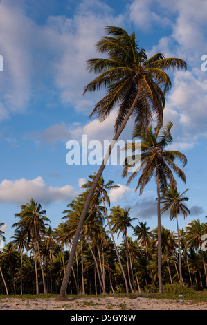 République dominicaine, Punta Cana, Higuey, Punta Cana, Bavaro Beach, palm trees Banque D'Images