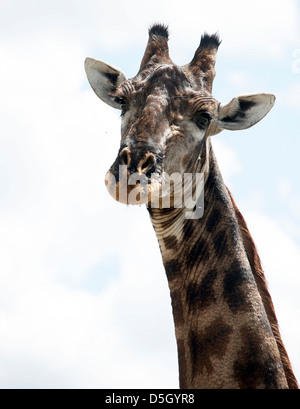 Head shot of girafe mâle au Zimbabwe, l'Afrique. Banque D'Images