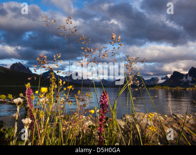 Fleurs sauvages dans les Rocheuses canadiennes, Jasper National Park, Alberta, Canada Banque D'Images