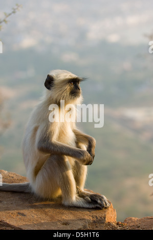 Animaux singe Semnopithèque Entelle (gris) assis sur le dessus de la colline par le Temple Savitri, Pushkar Mela, Pushkar, Rajasthan, India Banque D'Images