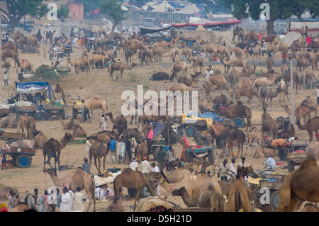 Mer de chameaux et chariots de chameau dans le désert à la Pushkar Mela, Pushkar, Rajasthan, India Banque D'Images