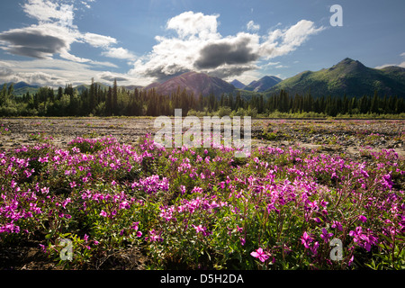 L'épilobe (hauteur), d'Onagre Savage River bed, Denali National Park, Alaska, USA Banque D'Images