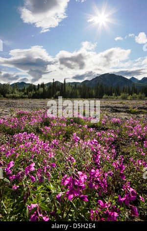 L'épilobe (hauteur), d'Onagre Savage River bed, Denali National Park, Alaska, USA Banque D'Images