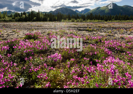 L'épilobe (hauteur), d'Onagre Savage River bed, Denali National Park, Alaska, USA Banque D'Images