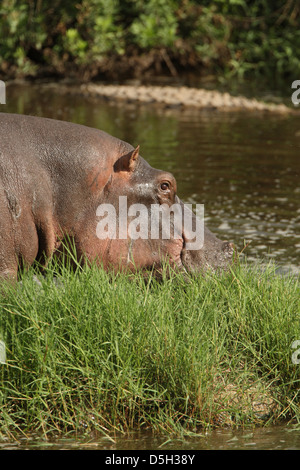 Pâturage d'hippopotame Banque D'Images