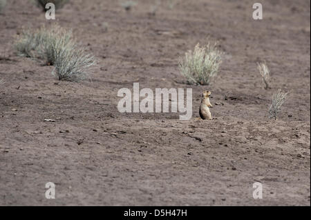 28 mars 2013 - Navaho, Nouveau Mexique, États-Unis - les chiens de prairie s'enfouir dans une forêt près de Navajo, N.M. juste à l'Est de l'Arizona-New Mexique frontière. Les fonctionnaires du ministère de l'Agriculture Navajo dire que moins l'hiver et au printemps la neige est de contribuer à la pénurie d'eau et la sécheresse sur la réserve et l'ensemble du nord de l'Arizona et le Nouveau Mexique. Les chiens de prairie, l'agence dit, sont une bonne indication de l'augmentation des températures d'hiver, et plus tôt la perte de neige. (Crédit Image : ©/ZUMAPRESS.com) s Seberger Banque D'Images