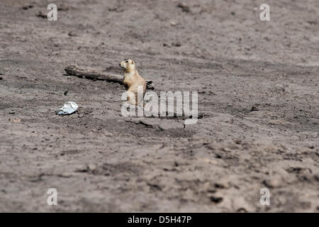 28 mars 2013 - Navaho, Nouveau Mexique, États-Unis - les chiens de prairie s'enfouir dans une forêt près de Navajo, N.M. juste à l'Est de l'Arizona-New Mexique frontière. Les fonctionnaires du ministère de l'Agriculture Navajo dire que moins l'hiver et au printemps la neige est de contribuer à la pénurie d'eau et la sécheresse sur la réserve et l'ensemble du nord de l'Arizona et le Nouveau Mexique. Les chiens de prairie, l'agence dit, sont une bonne indication de l'augmentation des températures d'hiver, et plus tôt la perte de neige. (Crédit Image : ©/ZUMAPRESS.com) s Seberger Banque D'Images