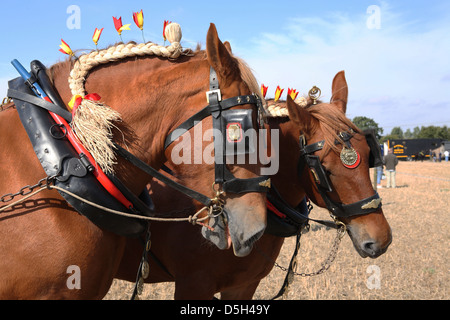 cheval Shire Banque D'Images