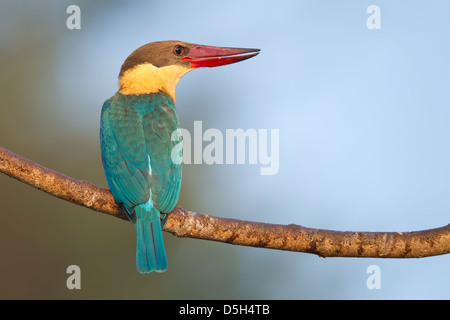 Stork a facturé à Kingfisher assis sur une branche avec ciel bleu en arrière-plan Banque D'Images