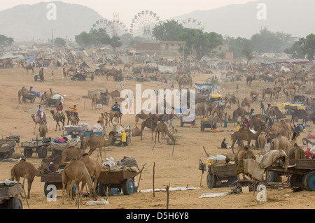 Mer de chameaux et chariots de chameau dans le désert avec les grandes roues de derrière la foire de Pushkar, Mela, Pushkar, Rajasthan, India Banque D'Images