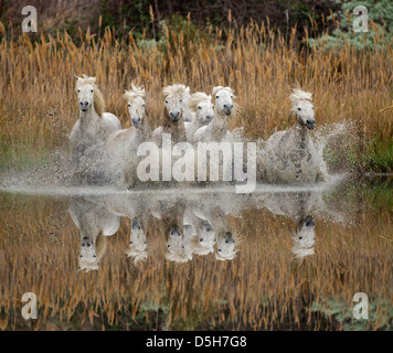 Chevaux Camargue et de réflexion, dans le sud de la France Banque D'Images