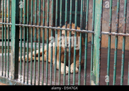 Un lion en cage dans un horrible zoo de Trivandrum, Inde du Sud Banque D'Images