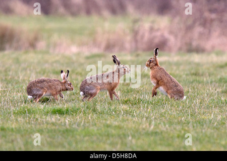 Groupe d'European brown hare Banque D'Images