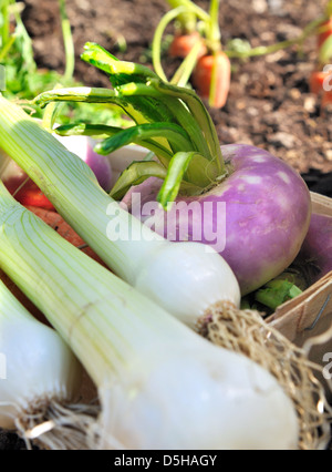 Les carottes, les navets et les oignons le potager fraîchement récolté Banque D'Images