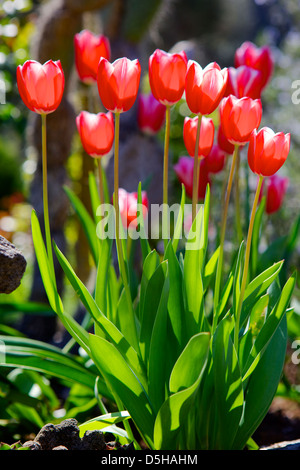 Tulipes rouges dans la lumière du soleil Banque D'Images