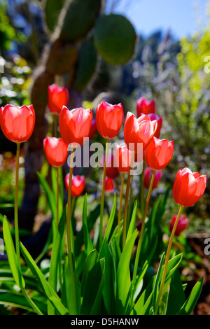 Tulipes rouges dans la lumière du soleil Banque D'Images