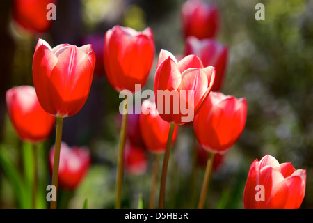 Tulipes rouges dans la lumière du soleil Banque D'Images