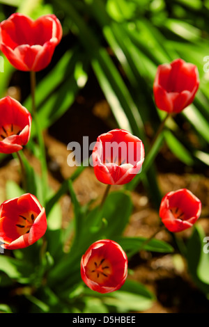 Tulipes rouges dans la lumière du soleil Banque D'Images