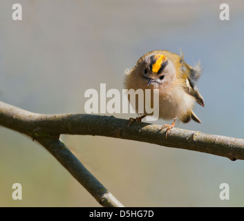 Regulus regulus Goldcrest perché Banque D'Images