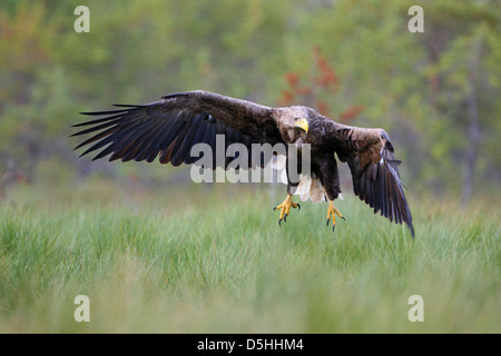 Des profils à queue blanche (Haliaeetus albicilla) dans la tourbière, Europe Banque D'Images