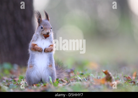 Wild écureuil roux (Sciurus vulgaris) avec arbre de chêne gland. Banque D'Images