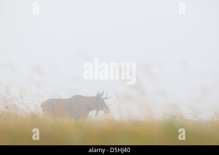 Bull Elk (Alces alces) tôt le matin, à l'inondation. L'Europe Banque D'Images