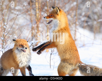 Le temps d'accouplement, jouant le renard roux (Vulpes vulpes). L'Europe Banque D'Images