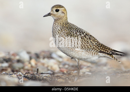 Pluvier doré (Pluvialis apricaria), Europe Banque D'Images