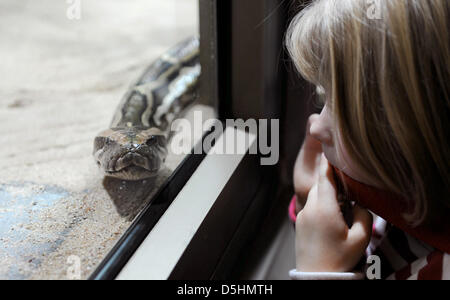 Un python royal (Python regius) représentée dans le zoo de Berlin, Allemagne, 19 février 2010. Photo : Alina Novopashina Banque D'Images