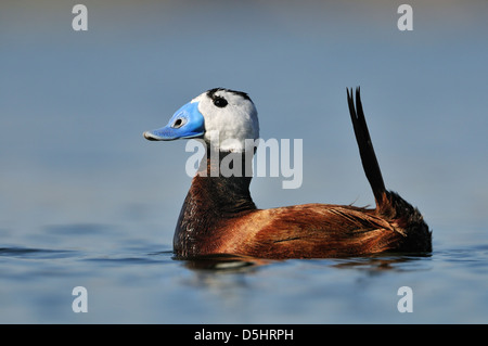 À tête blanche (Oxyura leucocephala), homme. Banque D'Images