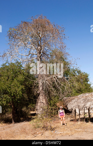 Madagascar, l'exploitation, Wallacea Mariarano, student posing in front of baobab Banque D'Images