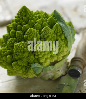 Le Brocoli Chou-fleur Romanesco still life with knife sur fond neutre Banque D'Images