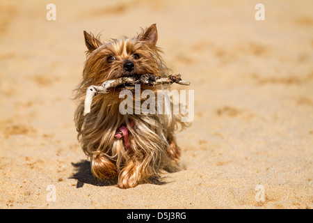 Yorkshire Terrier qui travaillent fort de ramener le personnel Banque D'Images