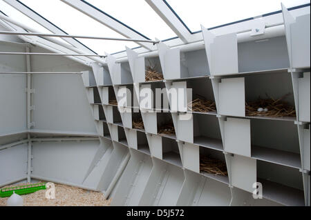 Les oeufs de pigeon en plastique sont visibles dans un nouveau lit bébé pigeon à Berlin, Allemagne, 15 novembre 2012. Un bureau d'architecte conçu des lits bébés pour les pigeons, où les oiseaux doivent également être nourris. Les oeufs des animaux doivent être enlevés et remplacés par des œufs en plastique, réduisant ainsi la population dans la ville, selon les initiateurs de la Potsdamer Platz Management GmbH (PPMG). Ph Banque D'Images