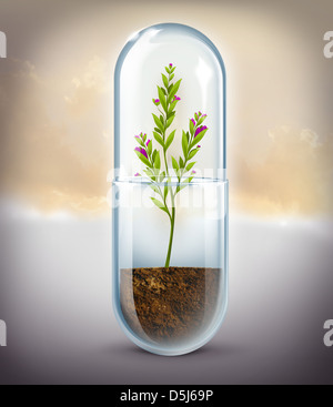 Image d'illustration de la culture d'espèces végétales sous forme de capsules qui représente la médecine naturelle Banque D'Images