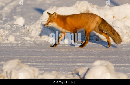 Superbe mâle, rouge fox hunter dans l'hiver canadien.