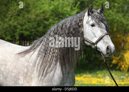 Portrait de cheval des Chartreux - la plus pure ligne de pura raza espanola Banque D'Images