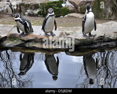 Trois manchots de Humboldt (Spheniscus humboldti) se reflètent dans un plan d'eau dans leur enclos au zoo de Berlin à Berlin, Allemagne, 03 avril 2013. Photo : Paul Zinken Banque D'Images