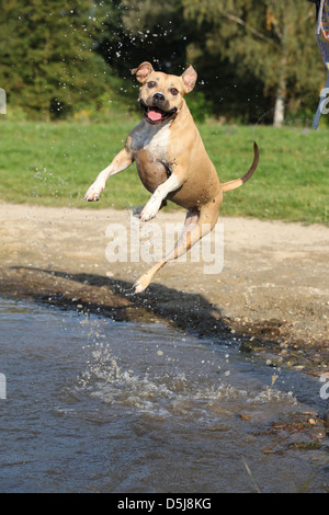 Nice American Staffordshire Terrier saute au-dessus de l'eau Banque D'Images