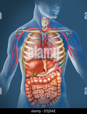 Anatomía del Cuerpo Humano. Ilustración compuesta por el sistema respiratorio, pulmones tráquea, el corazón y las principales venas y arterias, hígado. Banque D'Images