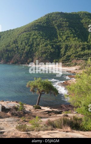 L'île grecque de Thassos Grèce pin septembre sur les rochers à côté de Paradise Beach Banque D'Images