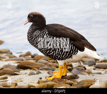 Femelle Kelp Goose (Chloephaga hybrida), îles Falkland Banque D'Images