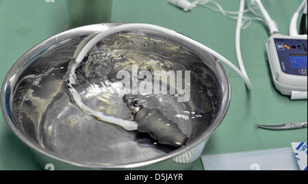 Chirurgien cardiaque met une nouvelle pompe sanguine mécanique dans la poitrine du patient à l'Institut de médecine clinique et expérimentale (IKEM) à Prague, République tchèque, le 3 avril 2013. IKEM fête ses dix ans à l'aide de cette méthode. (Photo/CTK Michal Dolezal) Banque D'Images